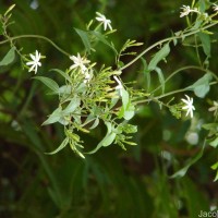 Jasminum auriculatum Vahl
